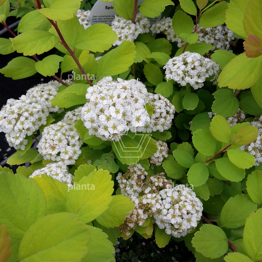 Spiraea betulifolia ' Tor Gold' 