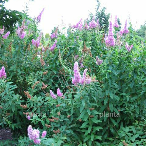 Spiraea billiardii