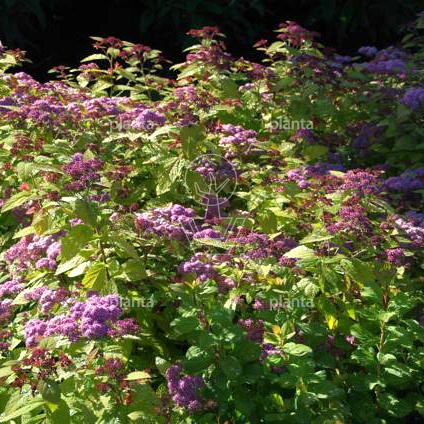 Spiraea japonica ' Big Bang' 