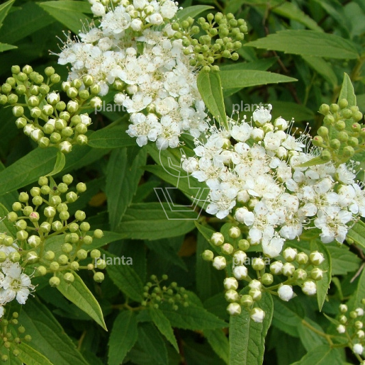 Spiraea japonica 'Albiflora'
