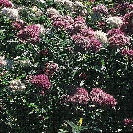 Spiraea japonica 'Genpei'