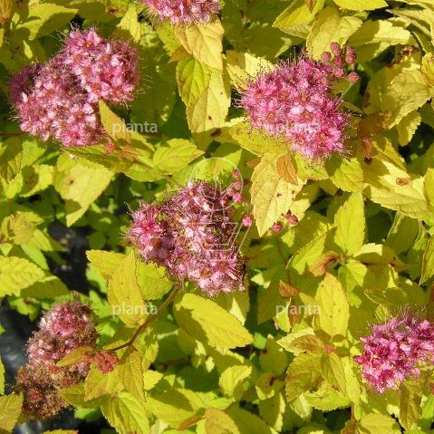 Spiraea jap. 'Golden Princess'