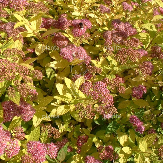 Spiraea japonica 'Goldflame'