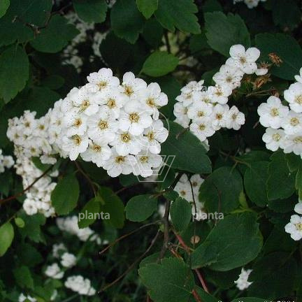 Spiraea vanhouttei