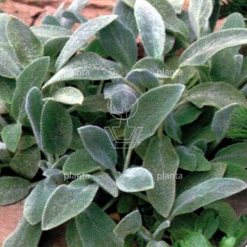 Stachys byzantina 'Silver Carpet'