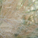 Stipa tenuissima 'Ponytails'