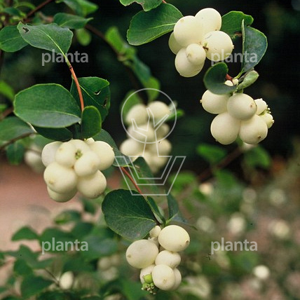 Symphoricarpos albus