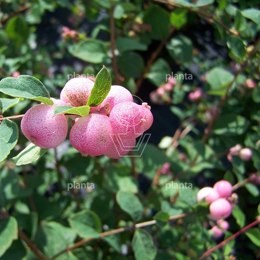 Symphoricarpos doorenbosii 'Mother of Pearl'