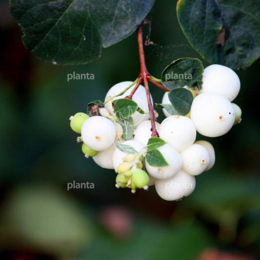 Symphoricarpos d. 'White Hedge'