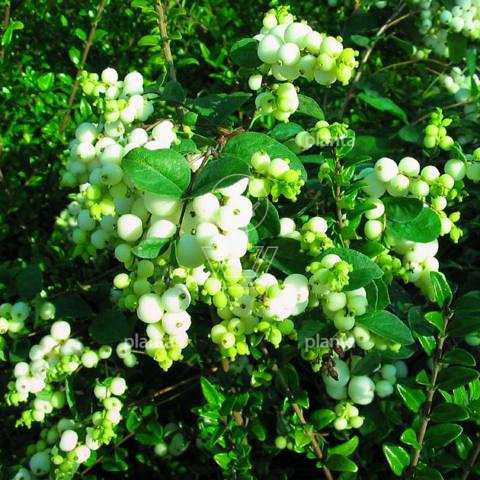 Symphoricarpus doorenbossii 'Magical Galaxy' 