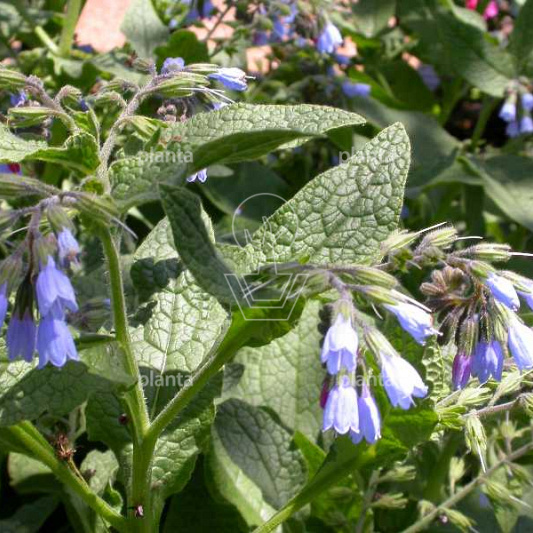 Symphytum grandiflorum 'Hidcote Blue'
