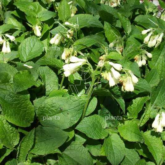 Symphytum grandiflorum