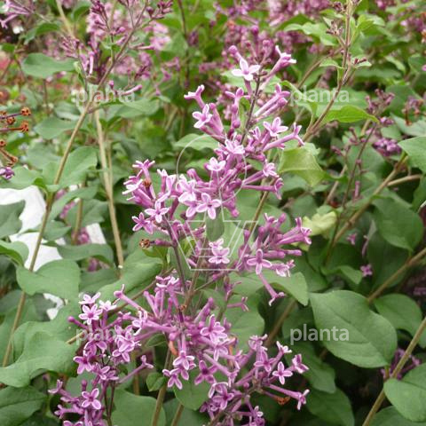 Syringa bloomerang 'Dark Purple' 