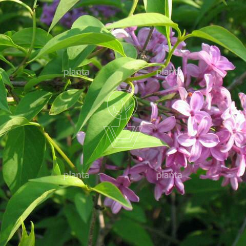 Syringa chinensis 'Saugeana'