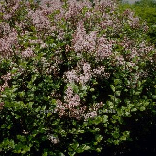 Syringa meyeri 'Palibin'