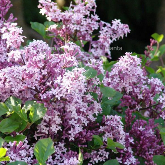 Syringa meyeri 'Palibin'