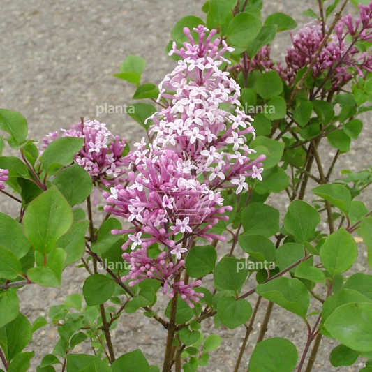 Syringa meyeri 'Palibin'