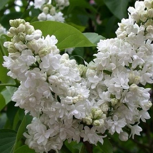 Syringa vulgaris 'Mme Lemoine'