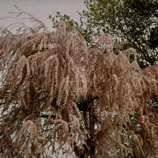 Tamarix ramosissima 'Pink Cascade'