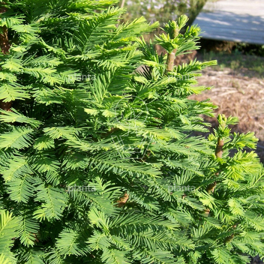 Taxodium distichum