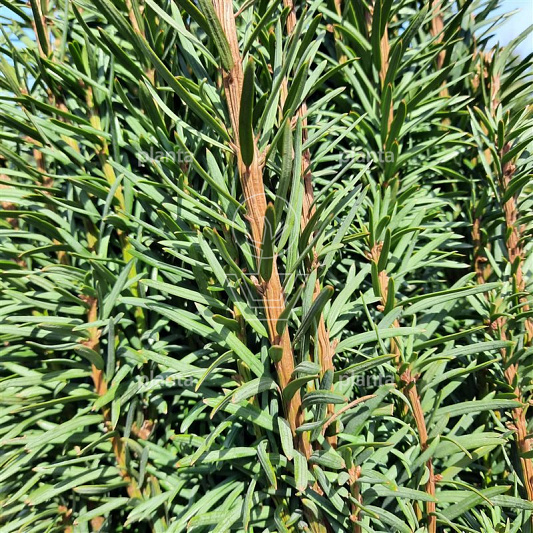 Taxus baccata 'Fastigiata Robusta'