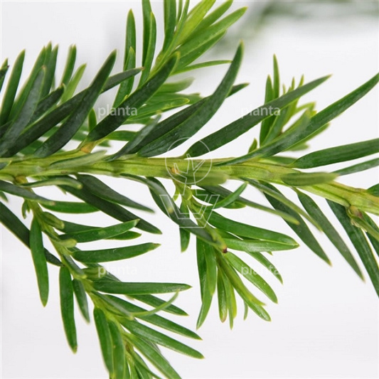 Taxus baccata 'Repandens'