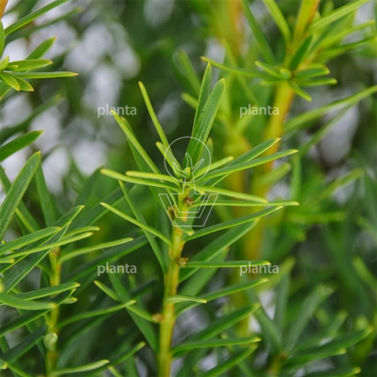 Taxus media 'Densiformis'