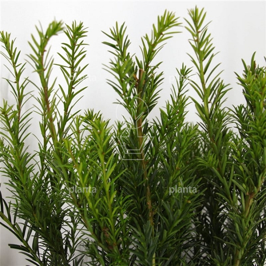 Taxus media 'Groenland'