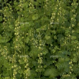 Tellima grandiflora
