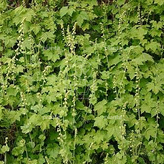 Tellima grandiflora