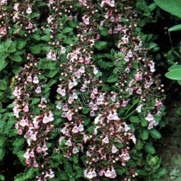 Teucrium x lucidrys