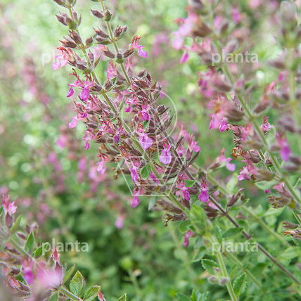 Teucrium x lucidrys
