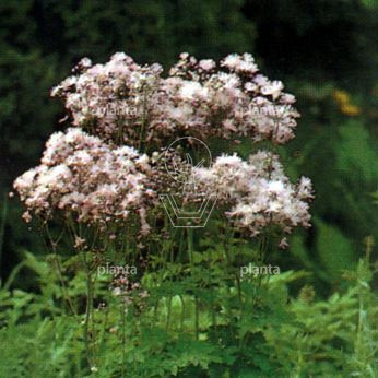Thalictrum delavayi