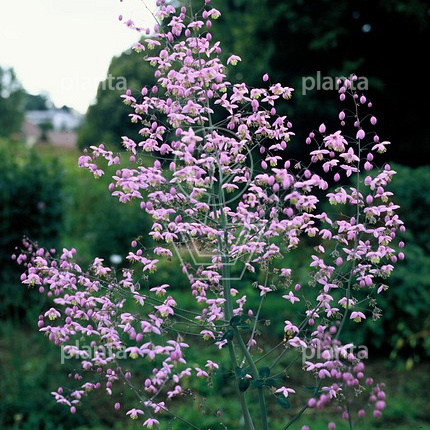 Thalictrum delavayi