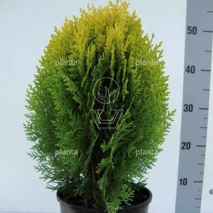 Thuja occidentalis 'Aurea Nana'