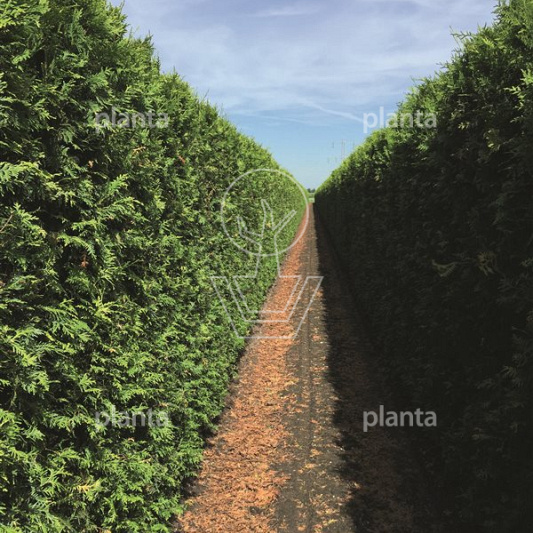 Thuja occidentalis 'Brabant'