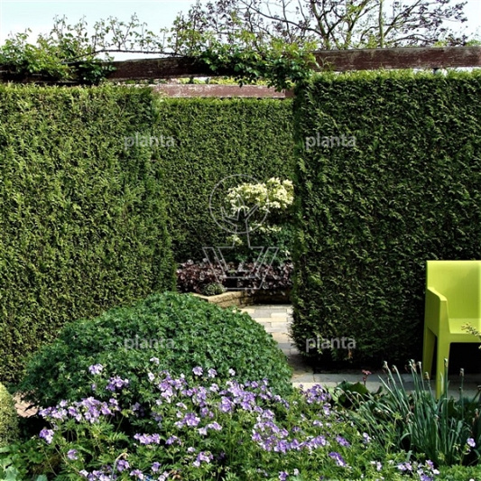 Thuja occidentalis 'Brabant'