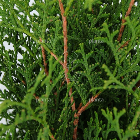 Thuja occidentalis 'Holmstrup'