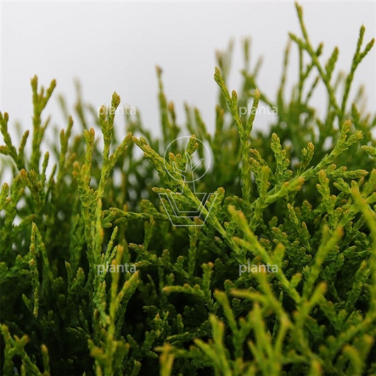 Thuja occidentalis 'Tiny Tim'