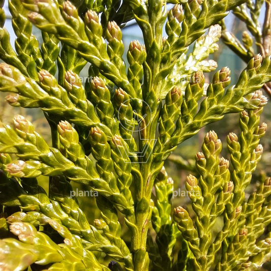 Thuja plicata 'Excelsa'