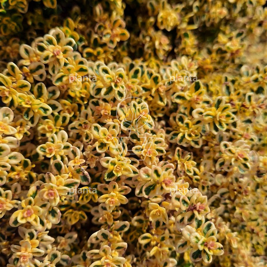 Thymus citriodorus 'Aureus'