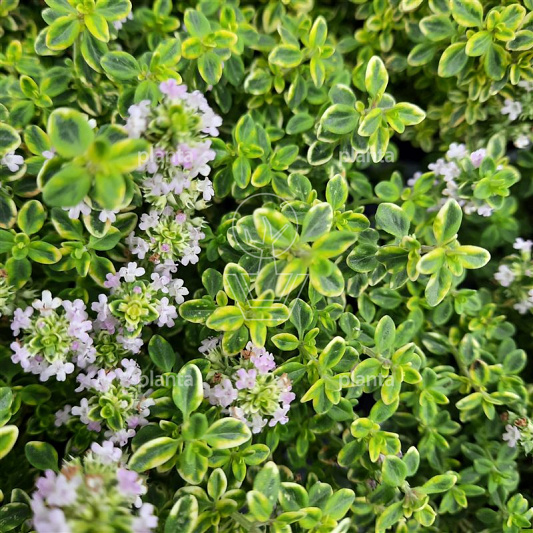 Thymus citriodorus 'Aureus'