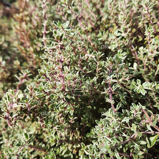Thymus citriodorus 'Silver Queen'
