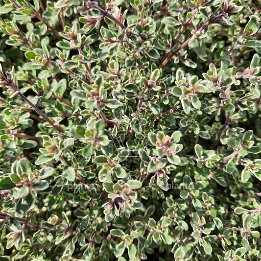 Thymus citriodorus 'Silver Queen'