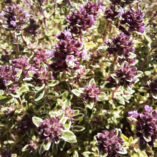 Thymus citriodorus 'Silver Queen'