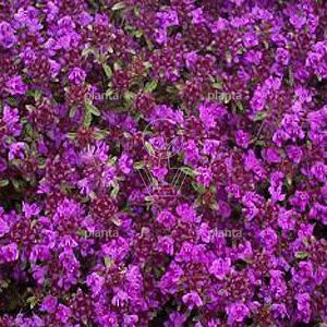 Thymus praecox 'Coccineus'