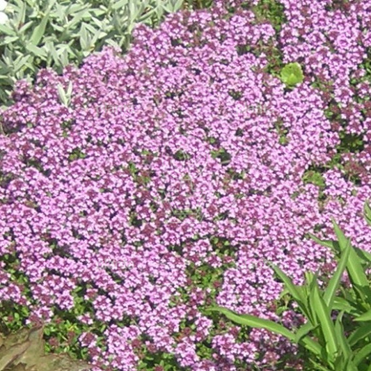 Thymus serpyllum