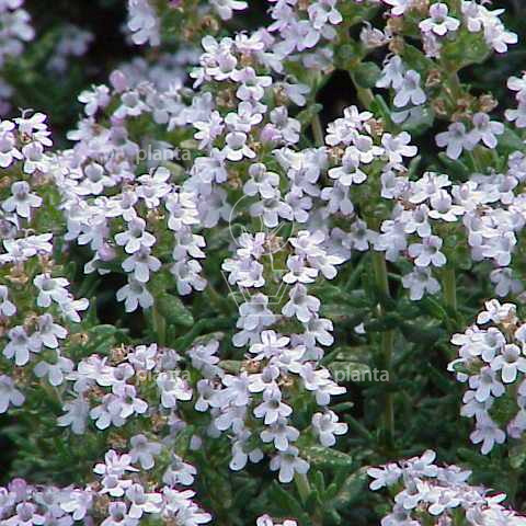 Thymus vulgaris