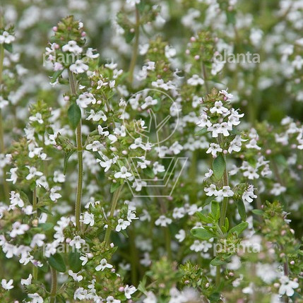 Thymus vulgaris