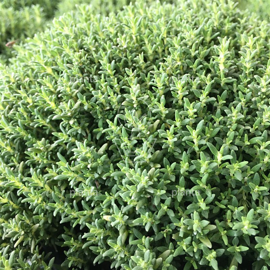 Thymus vulgaris 'Compactus'